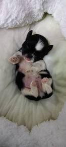 shih tzu pure breed 