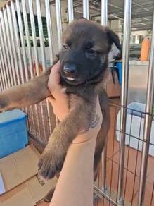 Belgian Malinois
