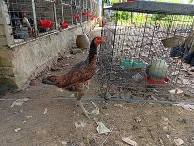 ibu ayam oshamo