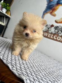 Mini Pomeranian 2