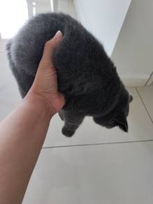 Bsh Purebred 