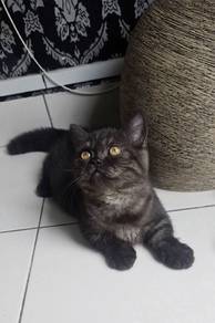 munchkin 