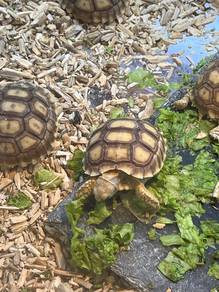 Sulcata Tortoises