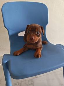 Rare! Mini Pinscher Male Red Brown Chocolate
