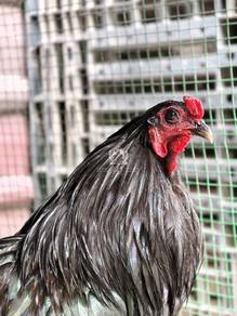 Black Sumatera Bantam