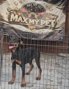 Rottweiler mixed Doberman