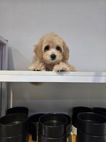 Maltipoo female 5 month