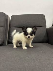 YY922 Chihuahua 2 months old puppy