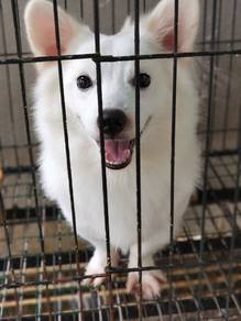 Japanese spitz short leg