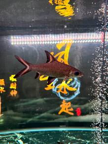 Silver Shark Fish