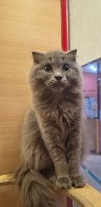 Scottish fold cat for sale