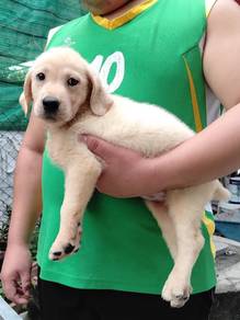 Labrador retriever