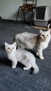 British Shorthair kitten 