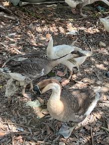 goose / Angsa Kelabu