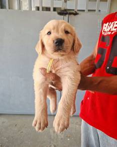 Golden Rettiver puppies 10