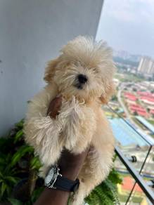 maltipoo