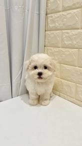 J0597 Maltese Pretty White Small Puppy