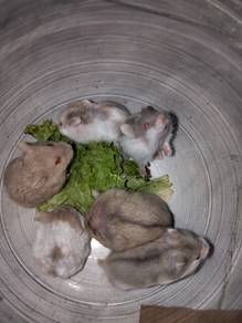 hamster Campbell 