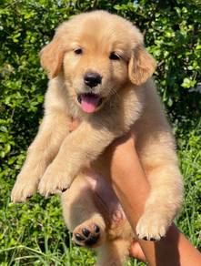 GOLDEN RETRIEVER PUPPIES M802🌻Cream / Gold