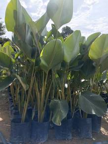 pokok kalathea luthea 