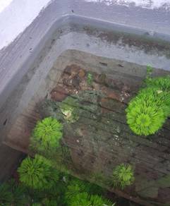 udang green jade