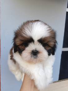Tiny Female Shih Tzu