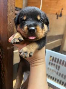 Rottweiler