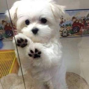 Angelic Bichon Poochon White Fluffy Cotton Ball Pu