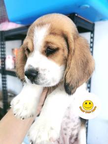 BB2000 Little cute Beagle puppies pet