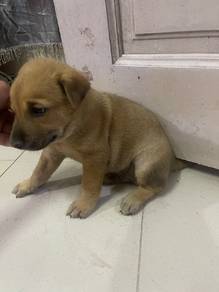 anjing kampung
