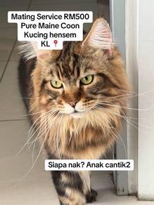 Pure Maine Coon Mating Service