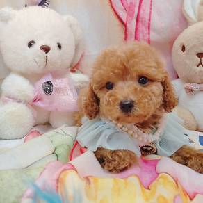 Poodle