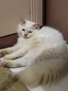 Cat / Kucing
