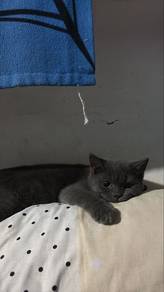 Bsh