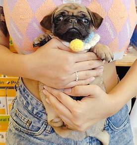 Pug
