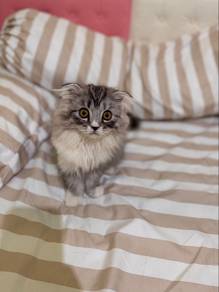 Scottish fold, Persian Long hair.