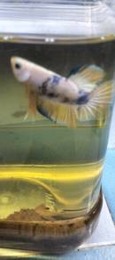 ikan laga betta fish 