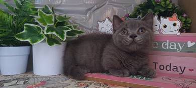 Kucing Munchkin Jantan