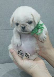 PUG PUPPIES 645 🌻 Chubby Pug Female