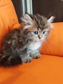 Munchkin super short