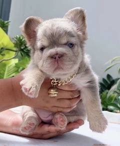 FRENCH BULLDOG PUPPIES VIP148 🌻super fluffy Boy