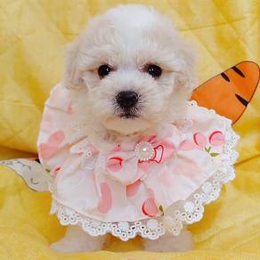 Maltipoo