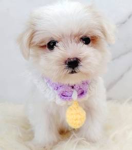 Maltese