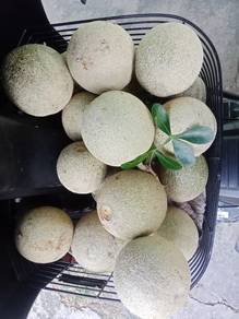 buah valambalam