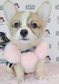 Welsh Corgi