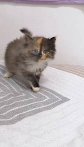 cat kitten