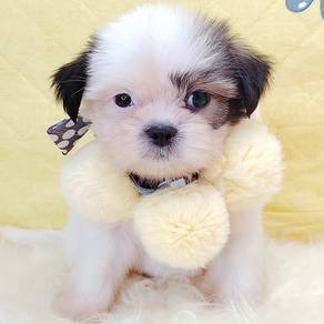 Shih Tzu