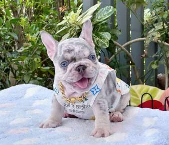 FRENCH BULLDOG PUPPIES FB275🌻Cute Puppy Available