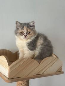 British Longhair (BLH) Kittens