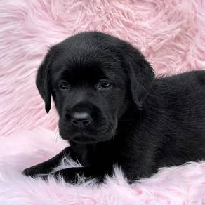 black Labrador 